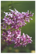 Lilacs in Scarborough, Canada