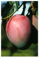 Delicious mango (Mangifera indica) in Rivas, Nicaragua