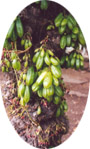 Exotic Mimbros (Averrhoa bilimbi) in Granada, Nicaragua