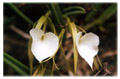 Nite Smell (Brassavola nodosa) in Managua, Nicaragua