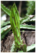 Pitaya bud in León, Nicaragua