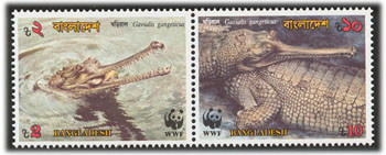 Gharial - Bangladesh