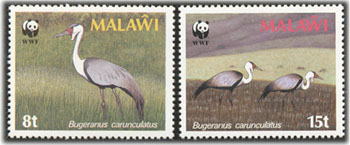 Grulla Barbada - Malawi
