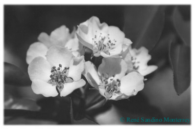 Flores de un Peral