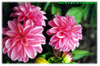 Dalias rosadas