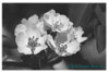 Flores de un Peral