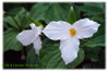 Trilliums
